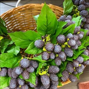 Artificial MulBerry and Leaf Bunch- winward